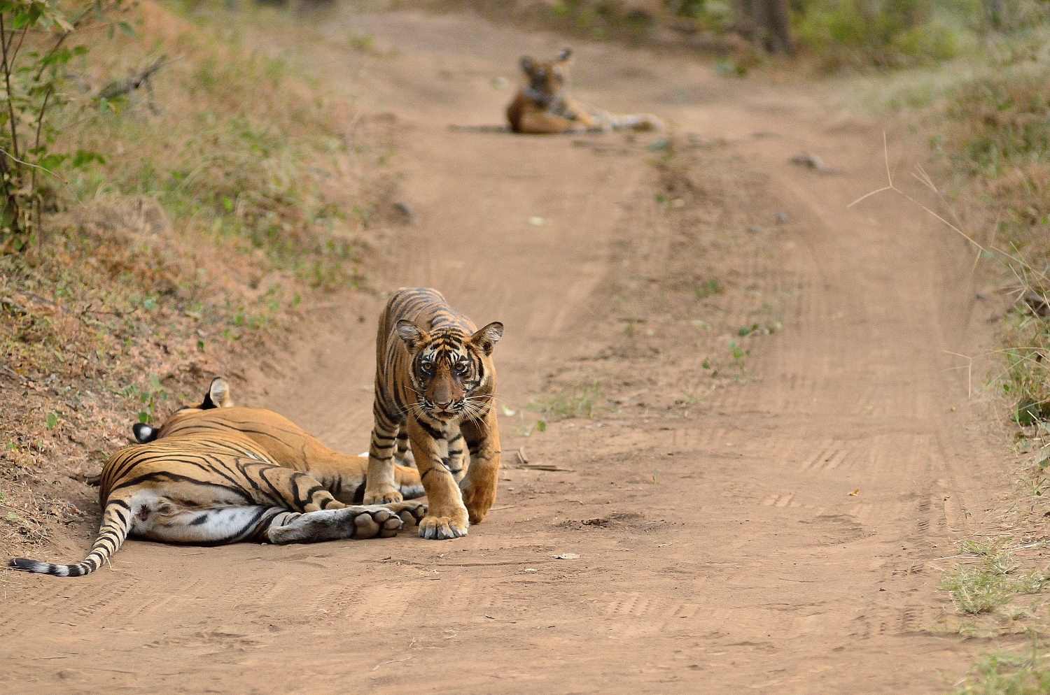 Ranthambhore welcomes its Gen Next