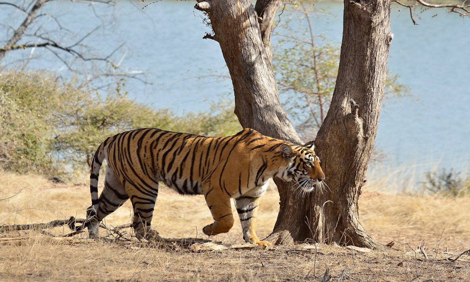 Arrowhead: The Queen of Ranthambore Waters