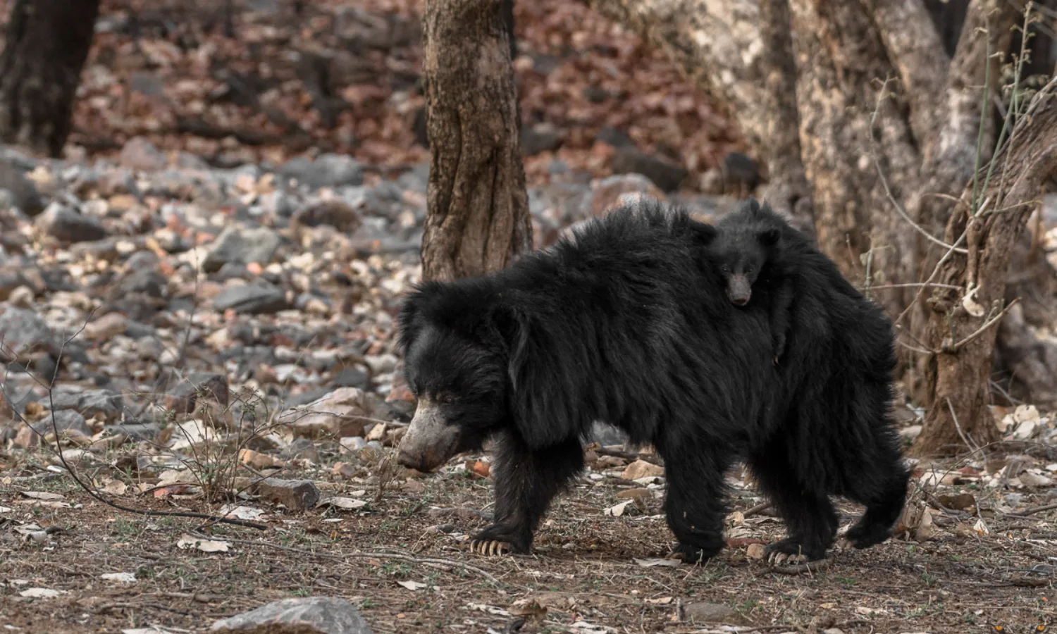 Beyond Tigers: The Diverse Wildlife of Ranthambore National Park