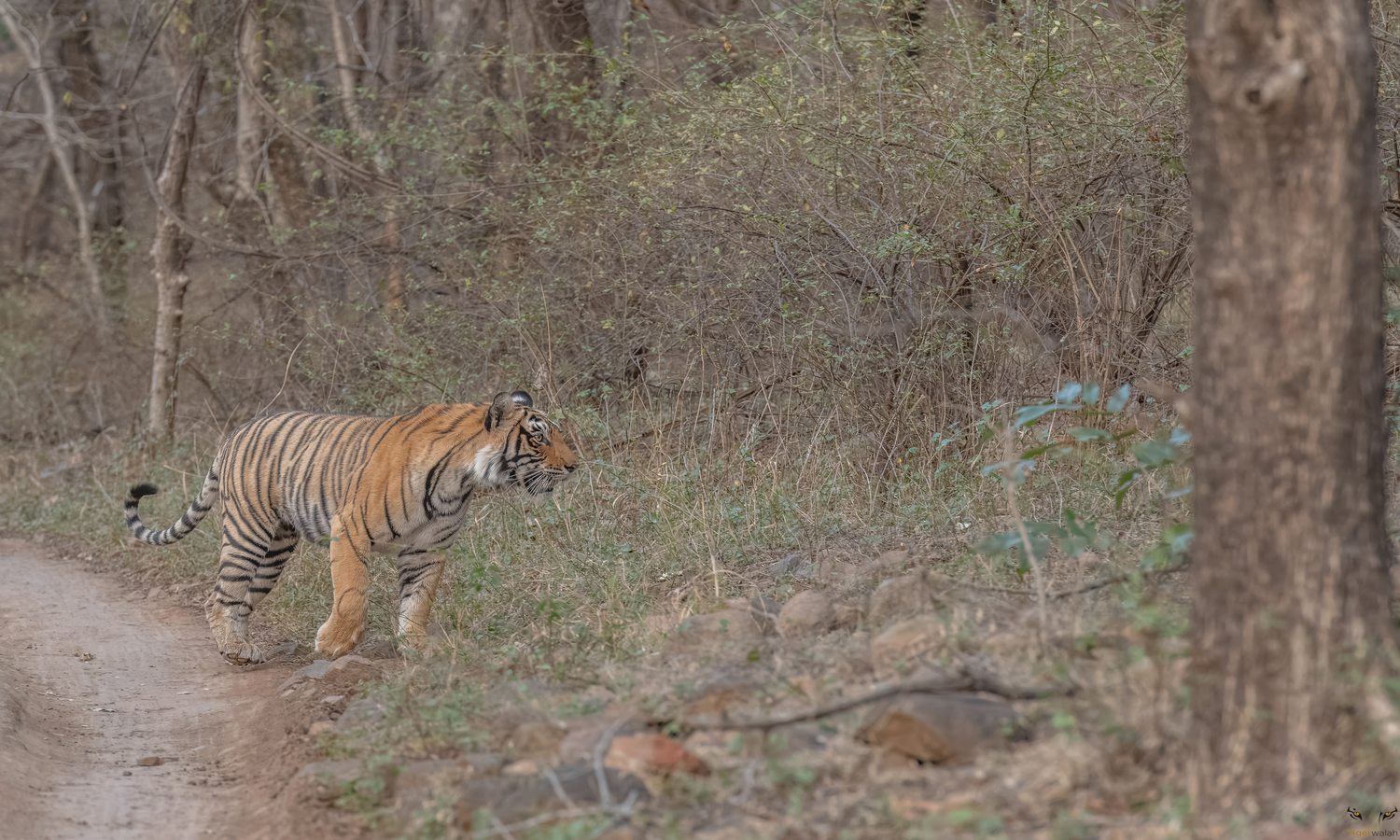 Ranthambore's Last  Safari Season: Tiger Tales & Tragedies