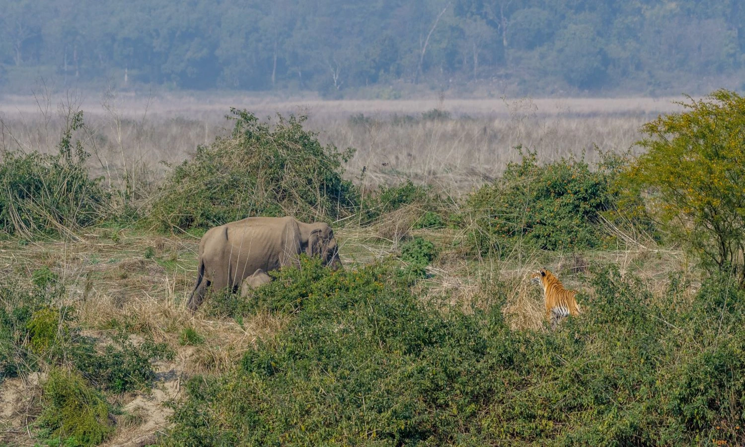 Capturing The Thrill: Photography Tips For Your Indian Tiger Safari