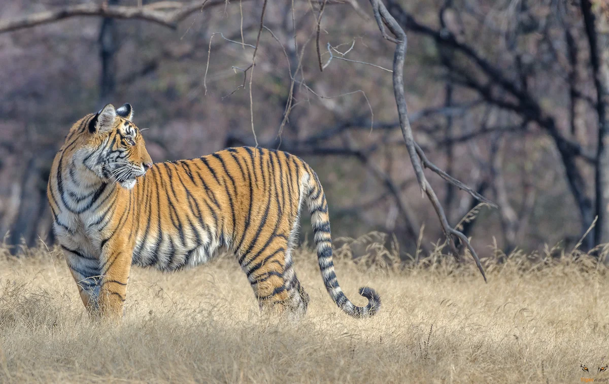 Ranthambore: Royal Bloodlines, Family Feuds and a Season Full of Surprises
