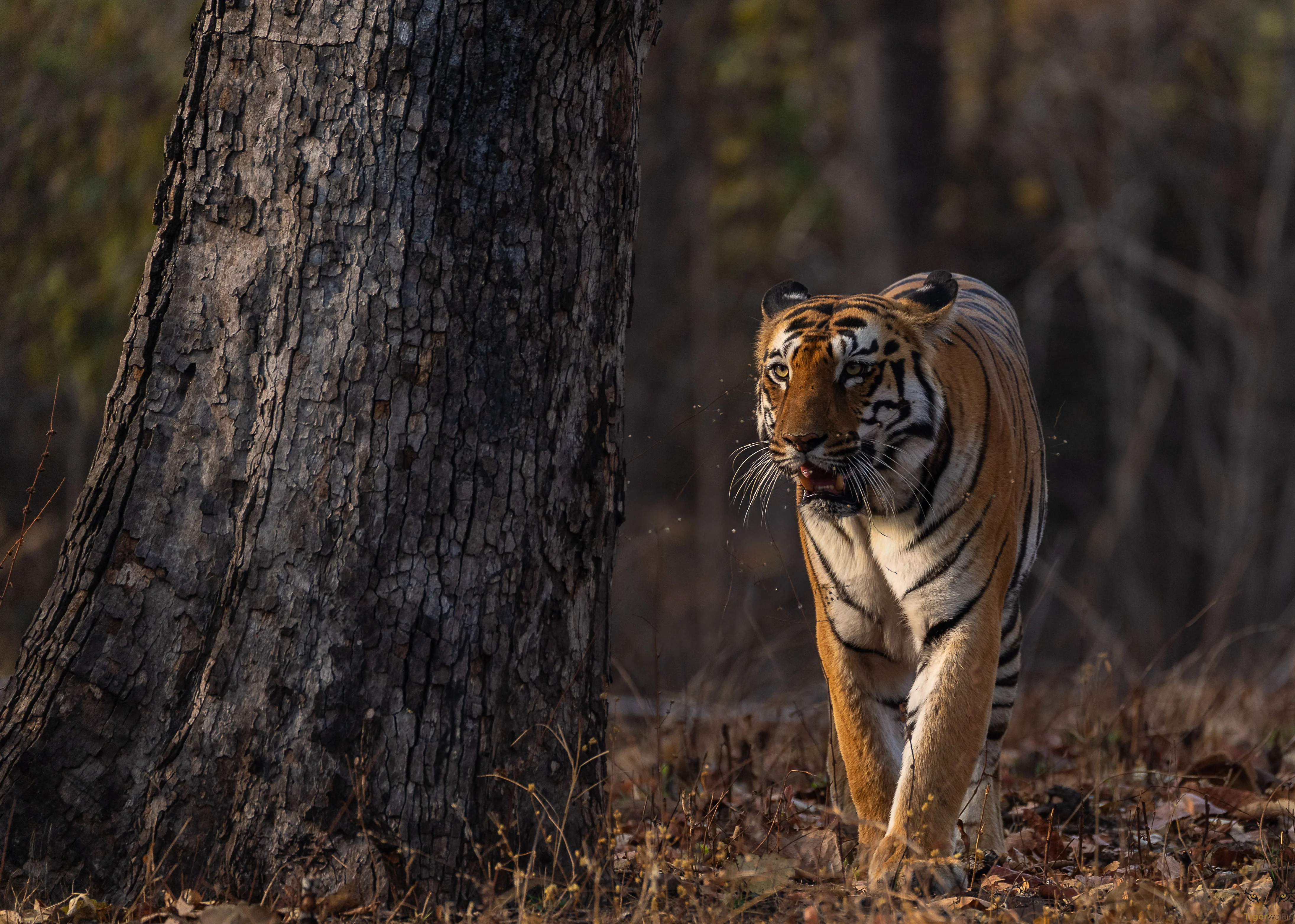 Tadoba: The Land of Tigers, Thriving Families and Endless Encounters