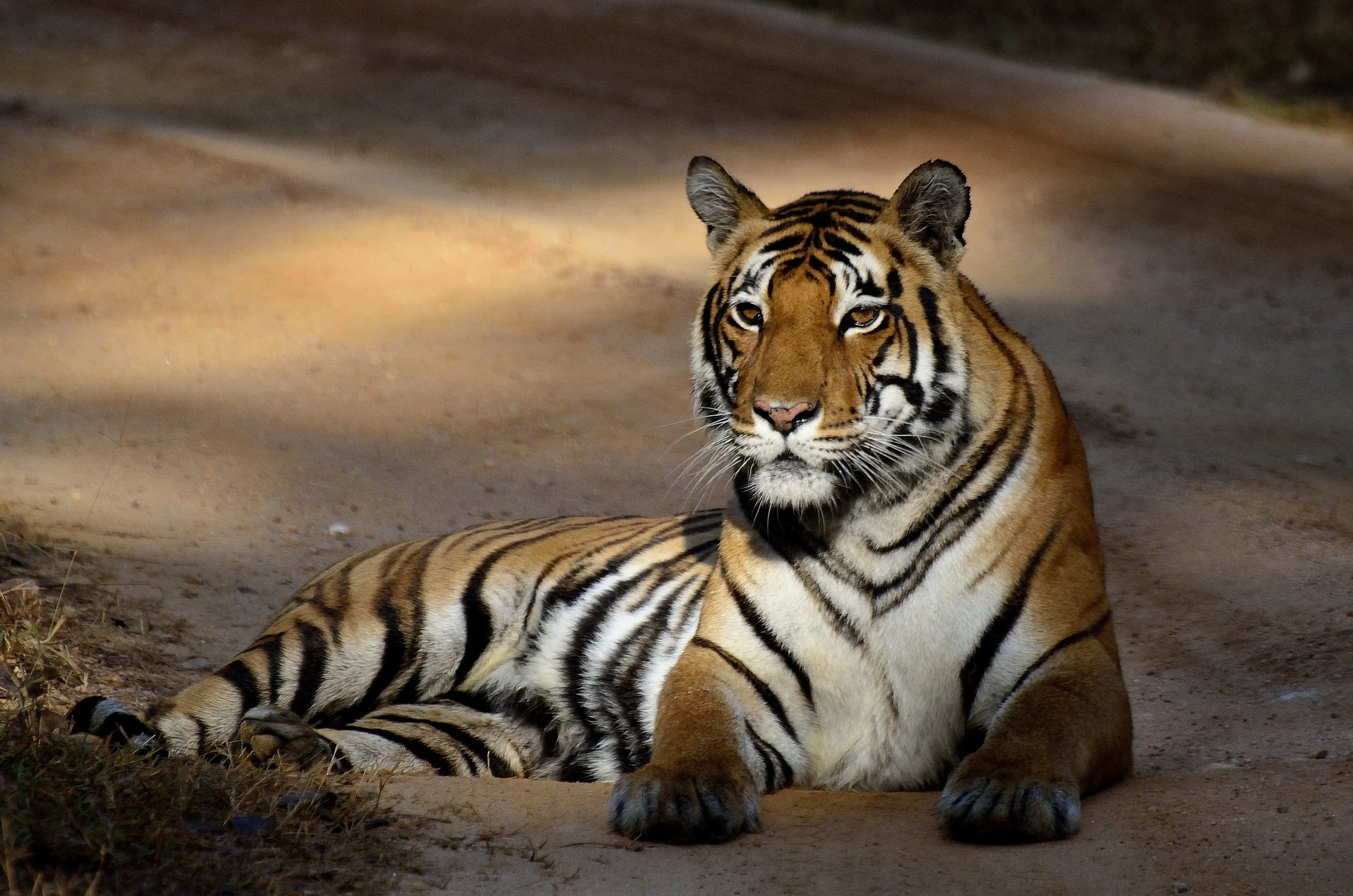 Naturalist Diaries Kanha – Season End 2025–26