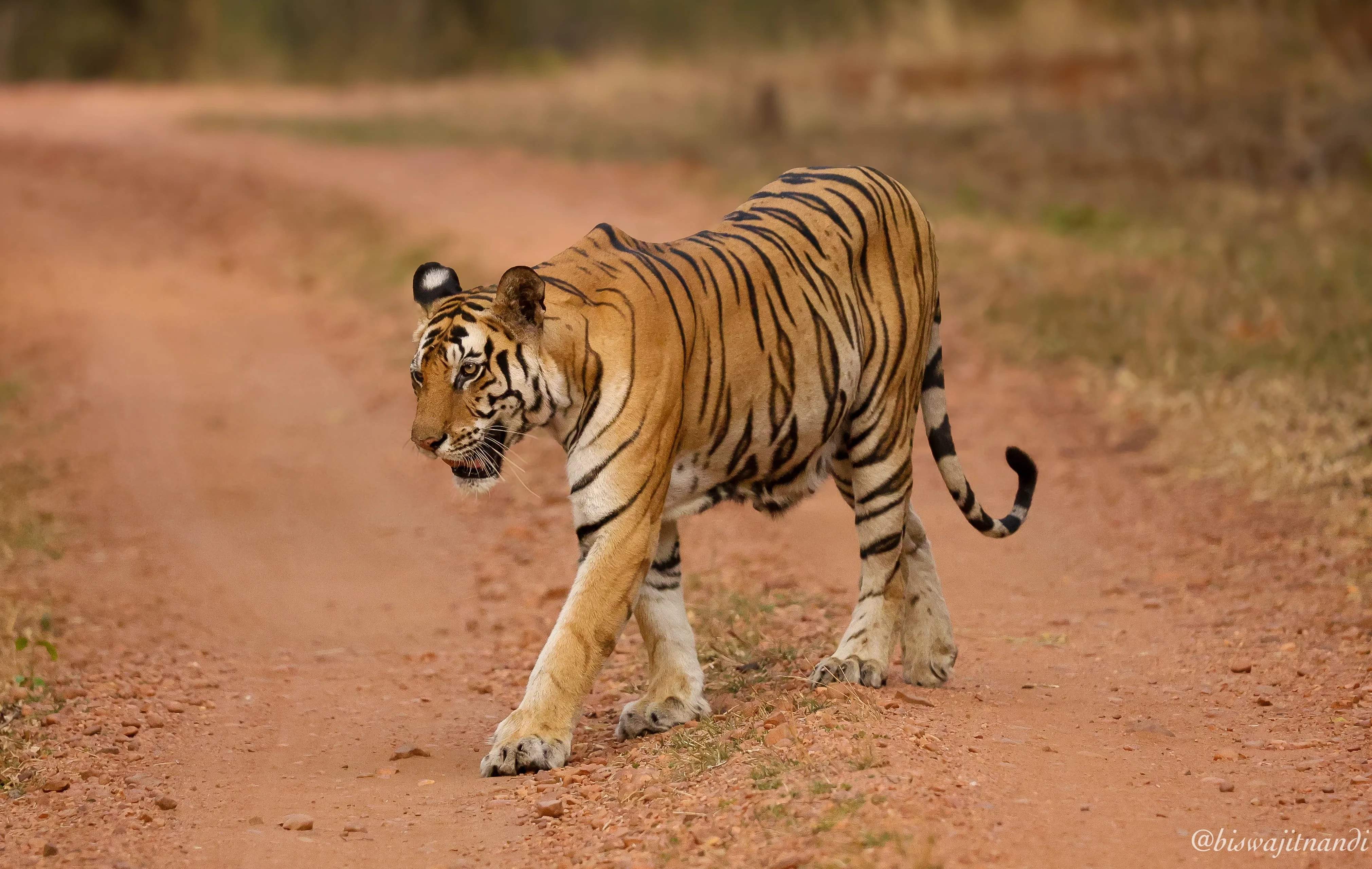 Naturalist Diaries Panna – Season End 2025–26