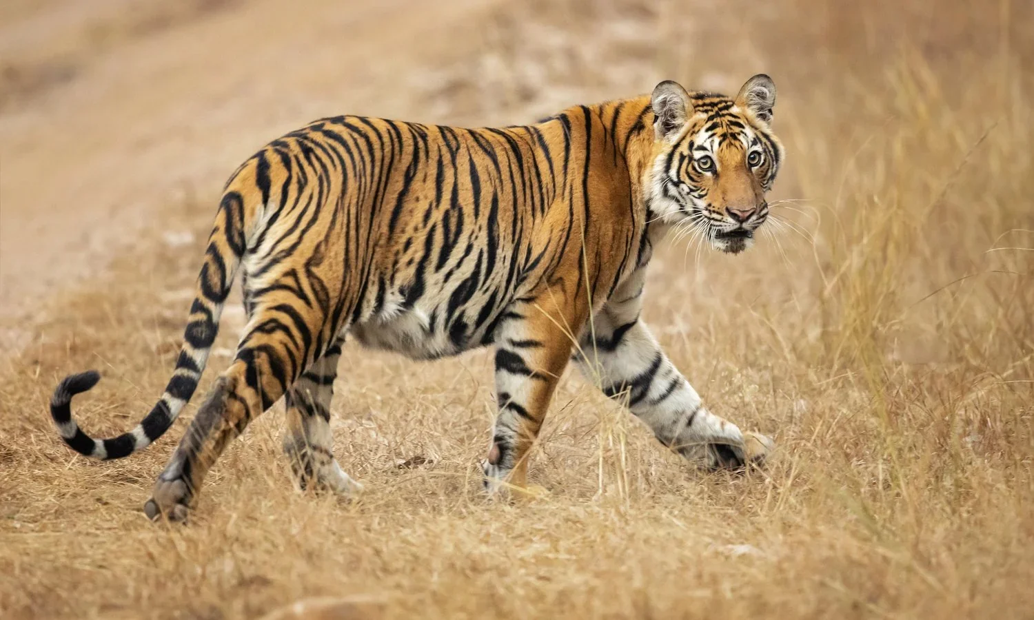 Satpura & Kheoni Season End 2025–26