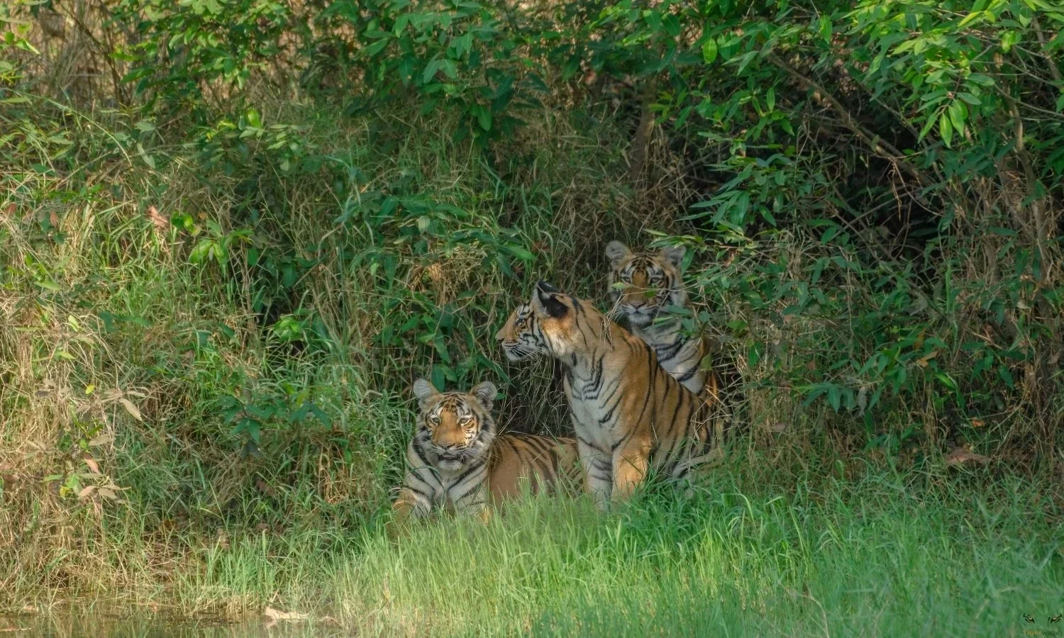 Sanjay Dubri Tiger Reserve Season End 2025–26