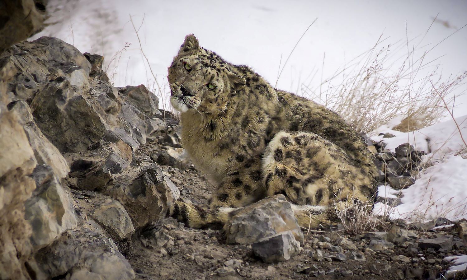 Snow leopard