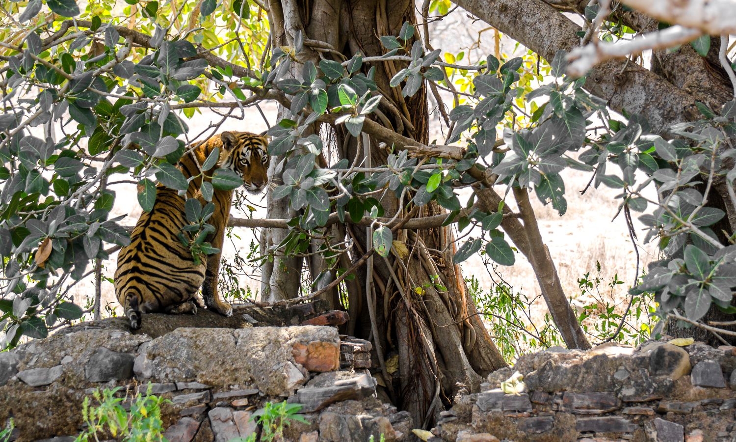 Ranthambore National Park