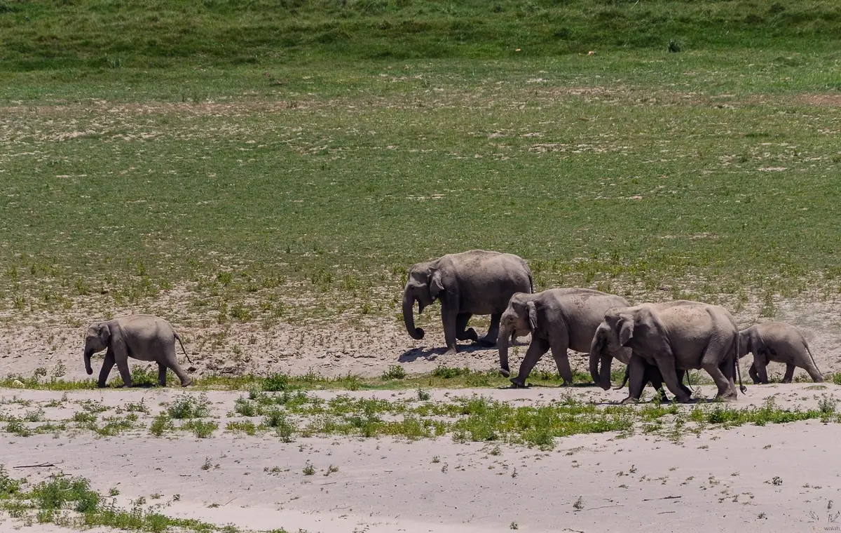 Jim Corbett National Park: An Extensive Guide