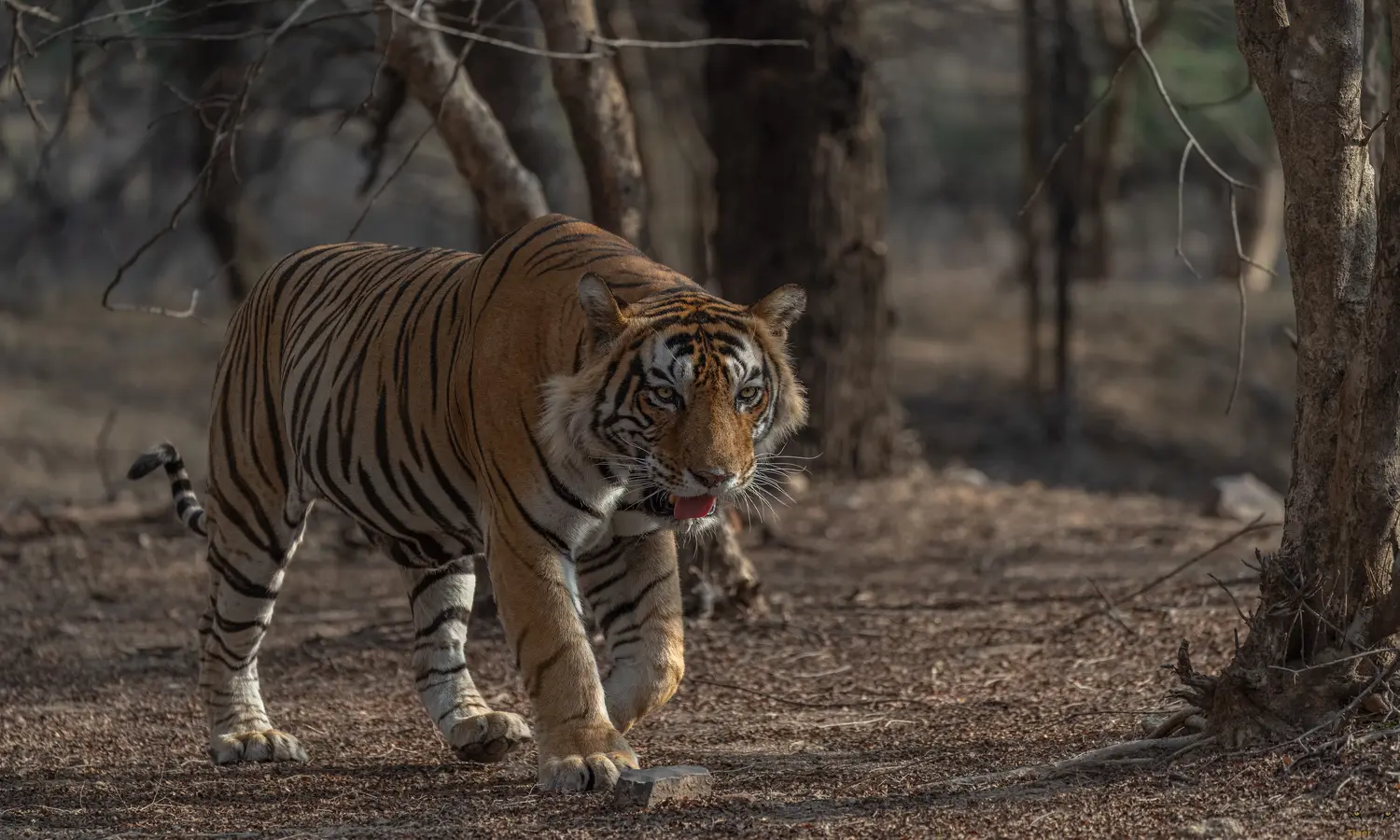 Big Cats of Ranthambore
