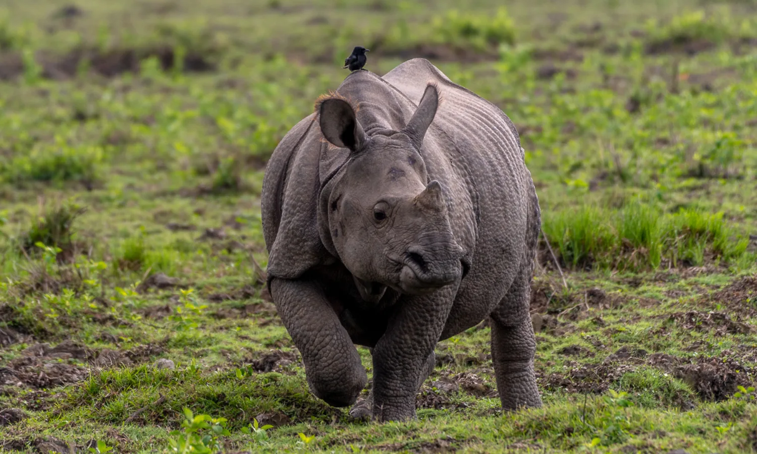 Dudhwa National Park