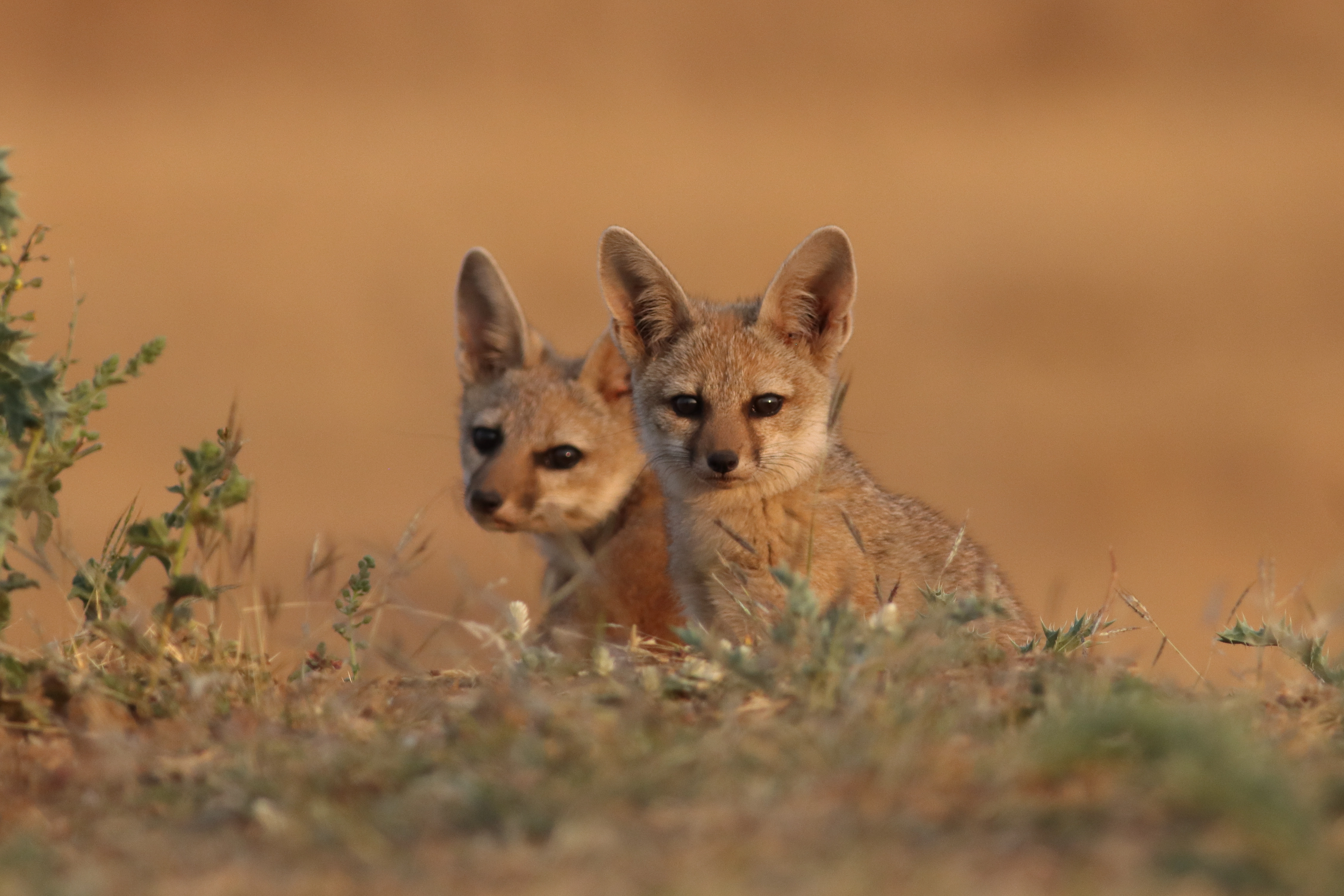 A safari jeep in the vast grasslands of Velavadar