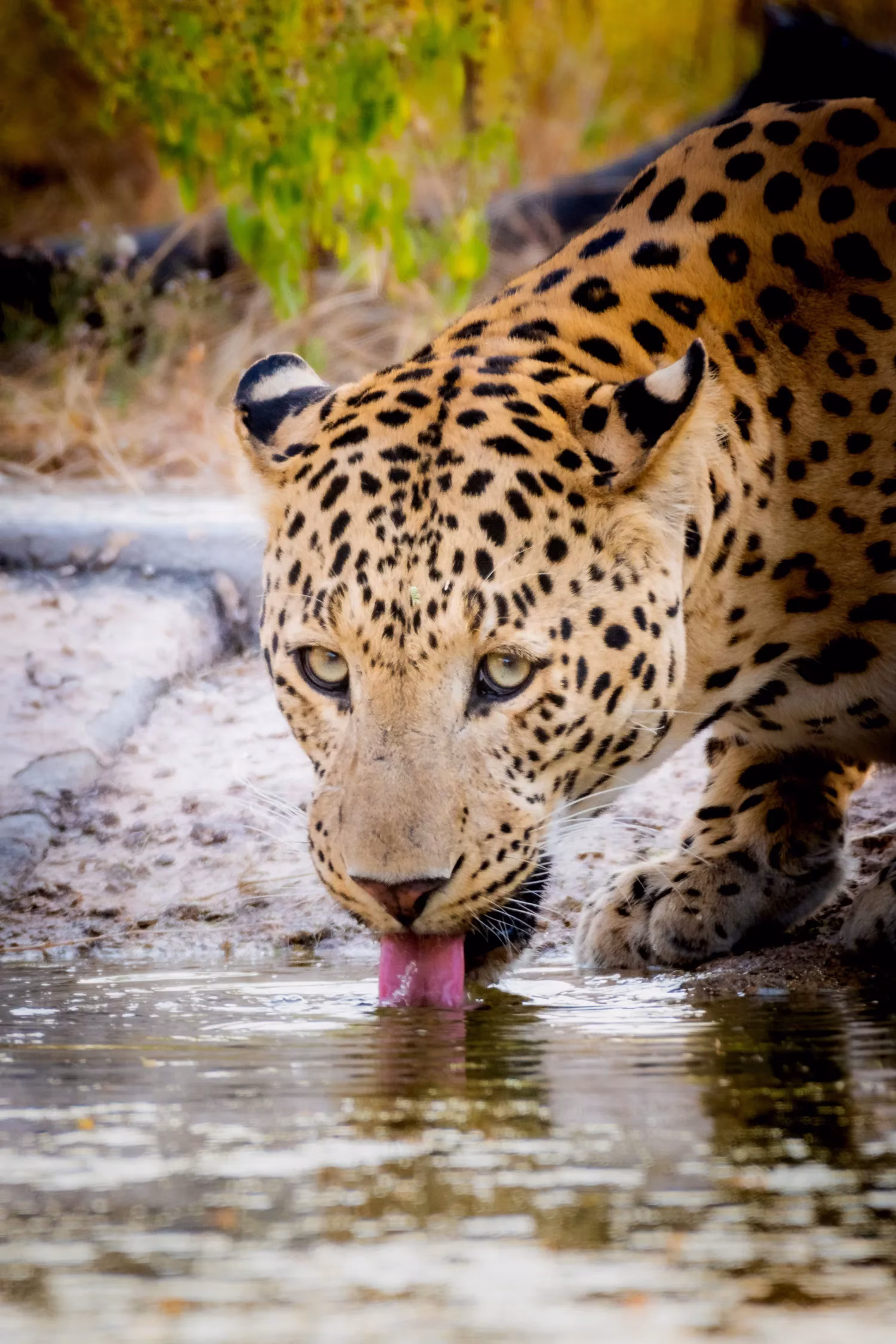 A jeep viewing a leopard resting on rocks in Jhalana