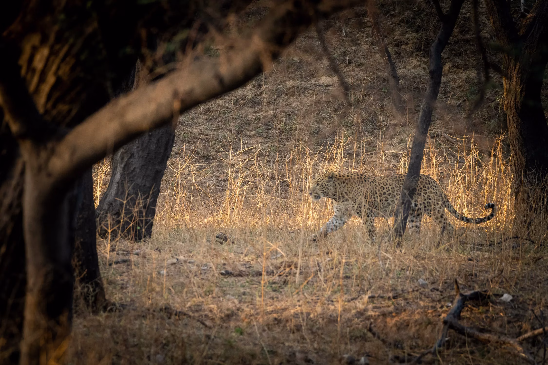 A leopard resting on a rock during summer at Jhalana