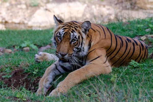 A tiger emerging from the bushes in Ranthambore