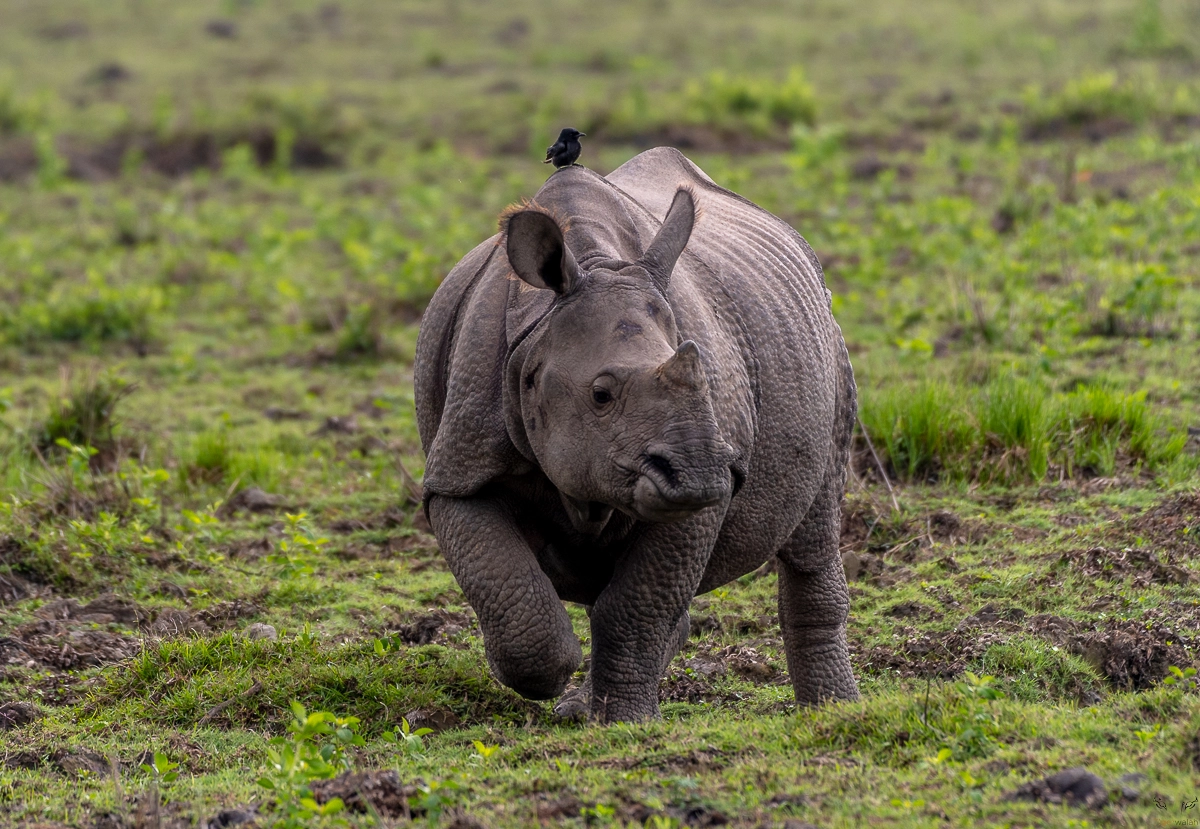 A one-horned rhino grazing in the grasslands of Kaziranga