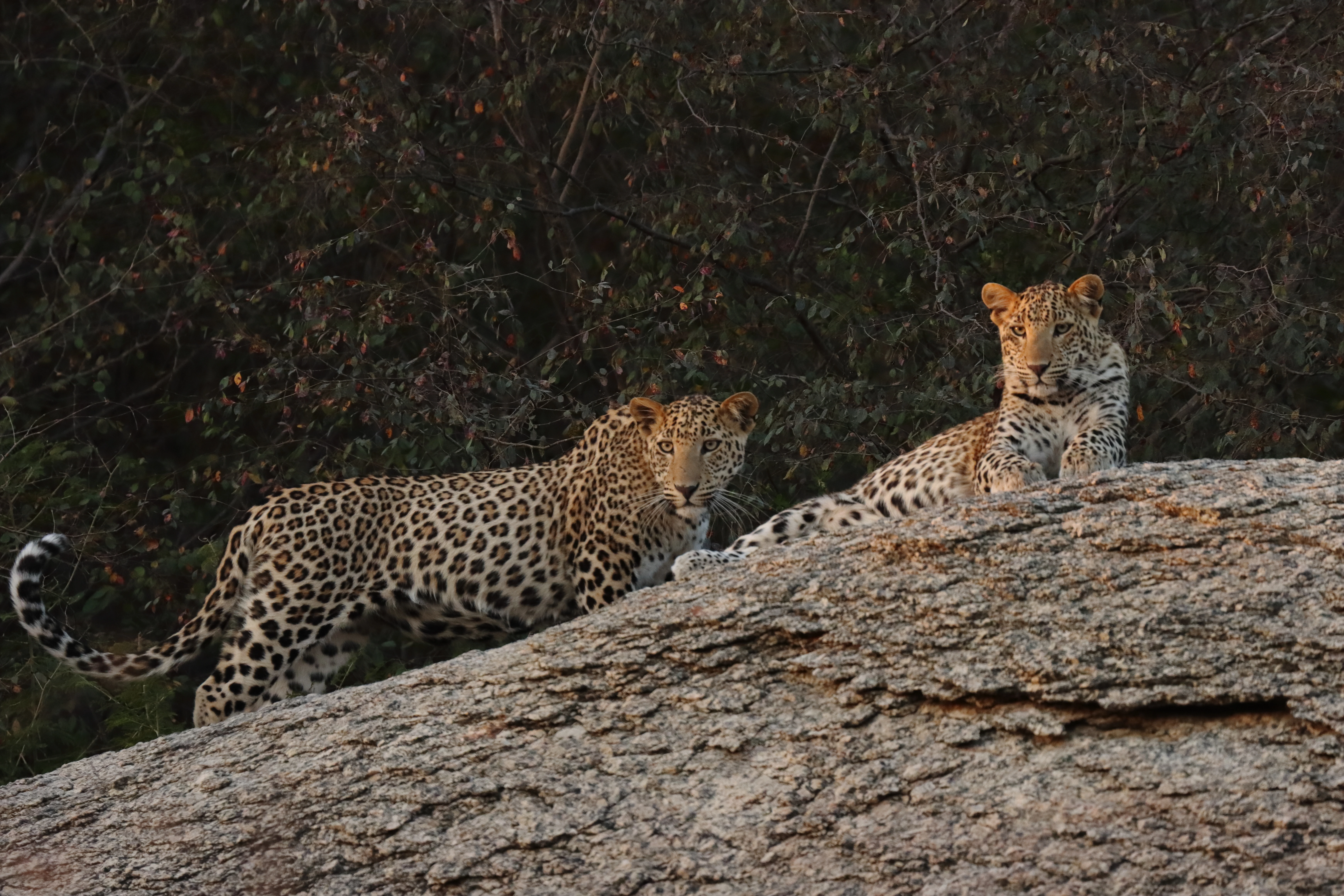 A safari jeep amidst the granite hills of Jawai