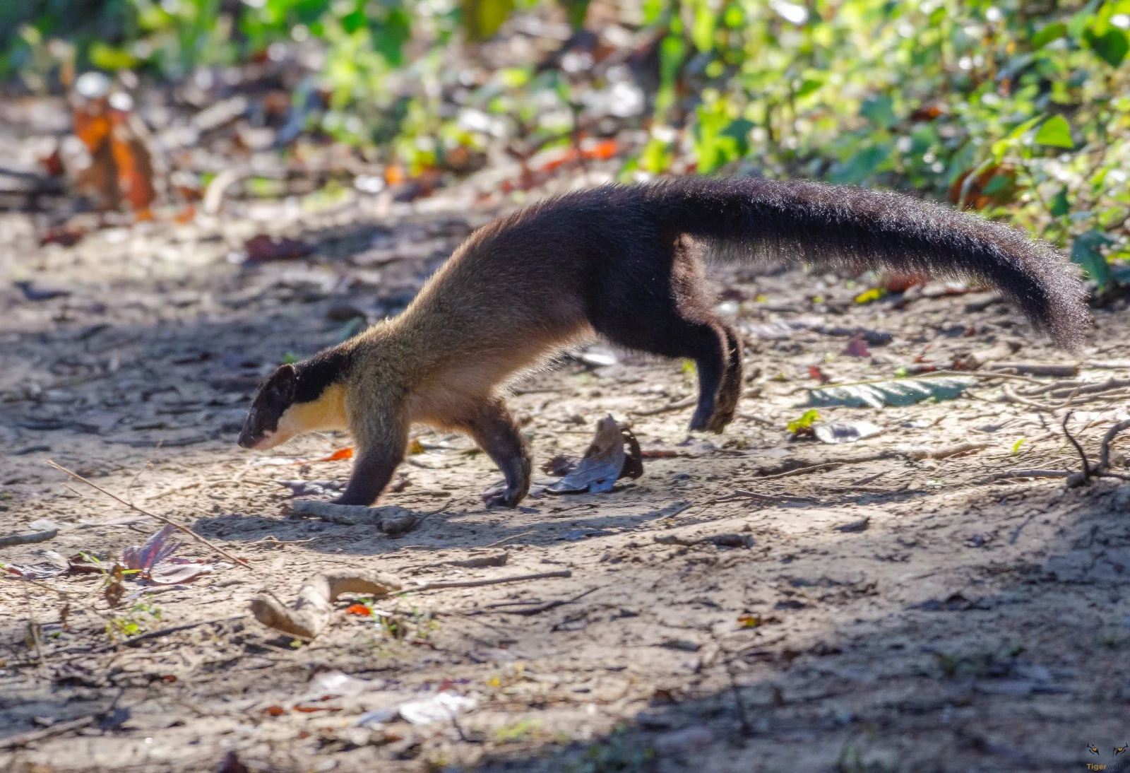 A misty morning in Jim Corbett National Park during winter