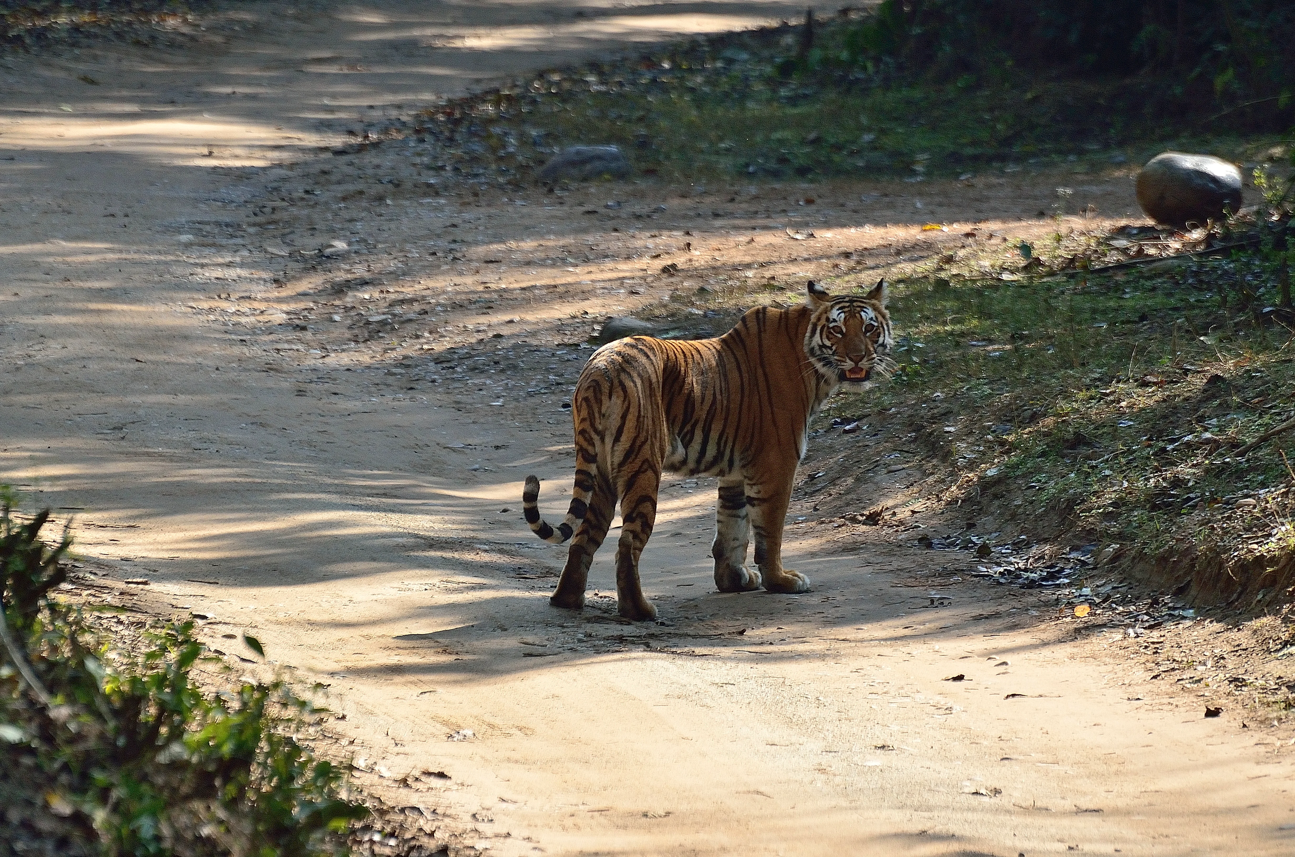 A safari jeep in the grasslands of Pilibhit