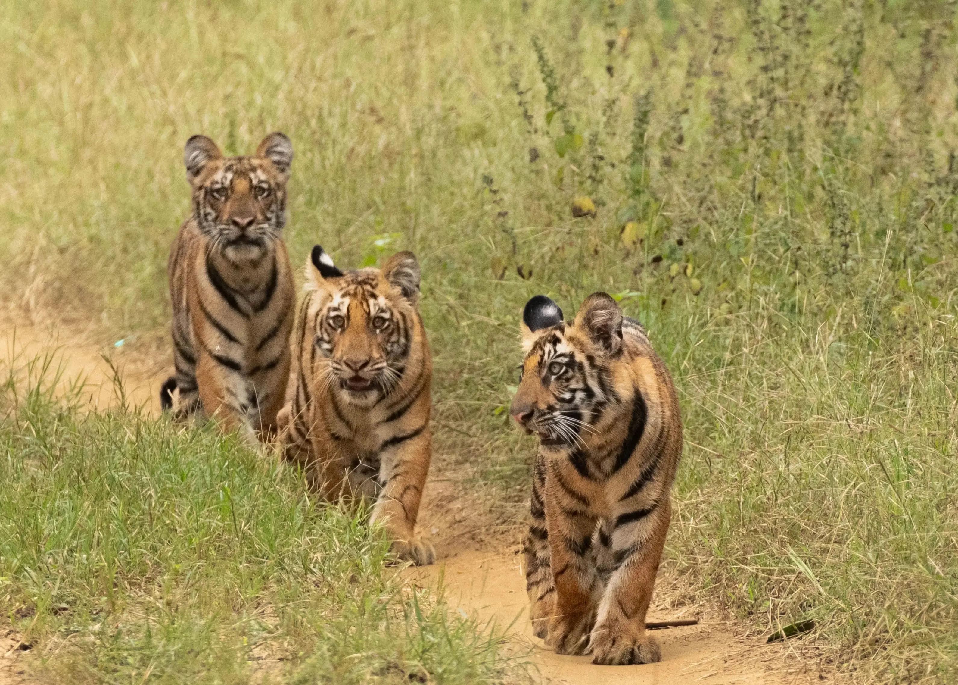 Lush green landscape of Satpura after the monsoon