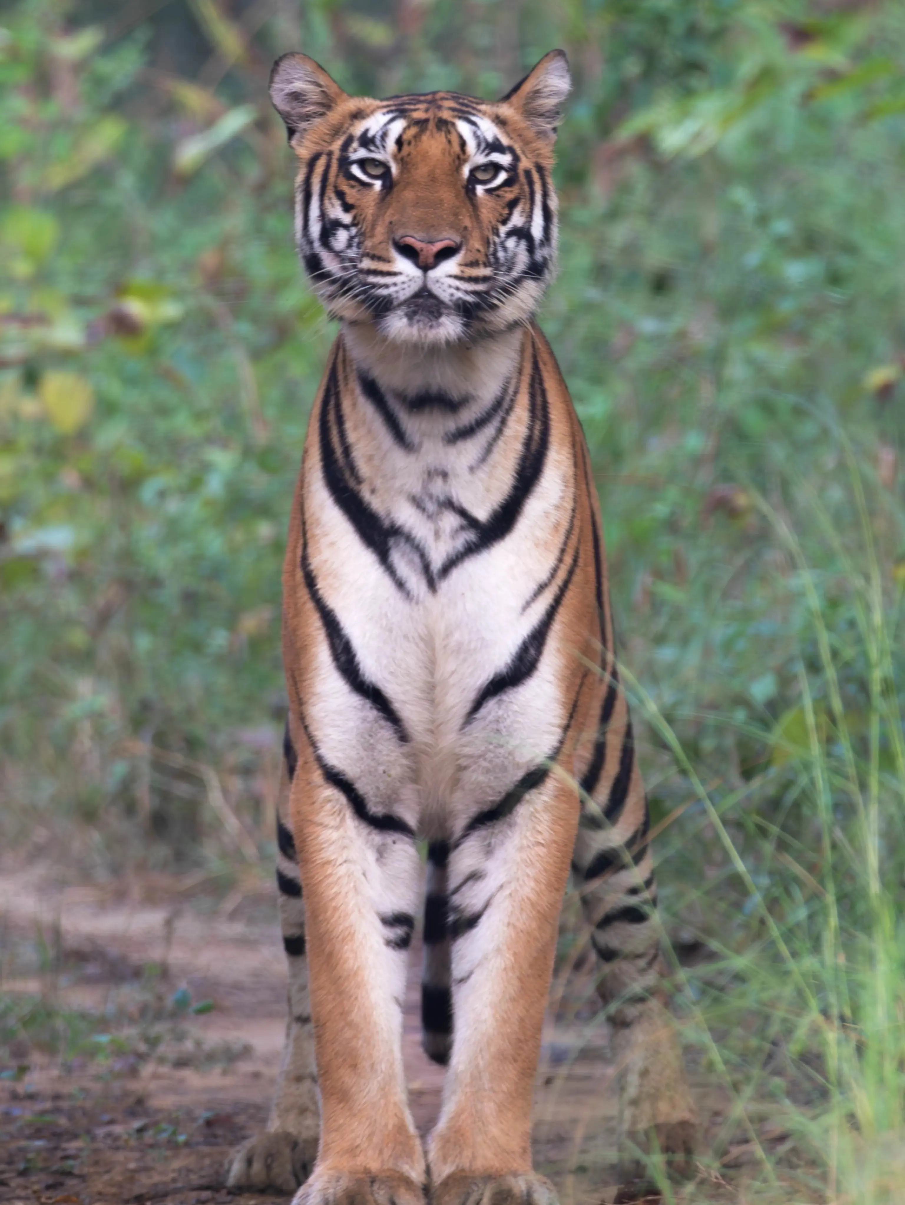 Tourists on a walking safari with a naturalist in Satpura