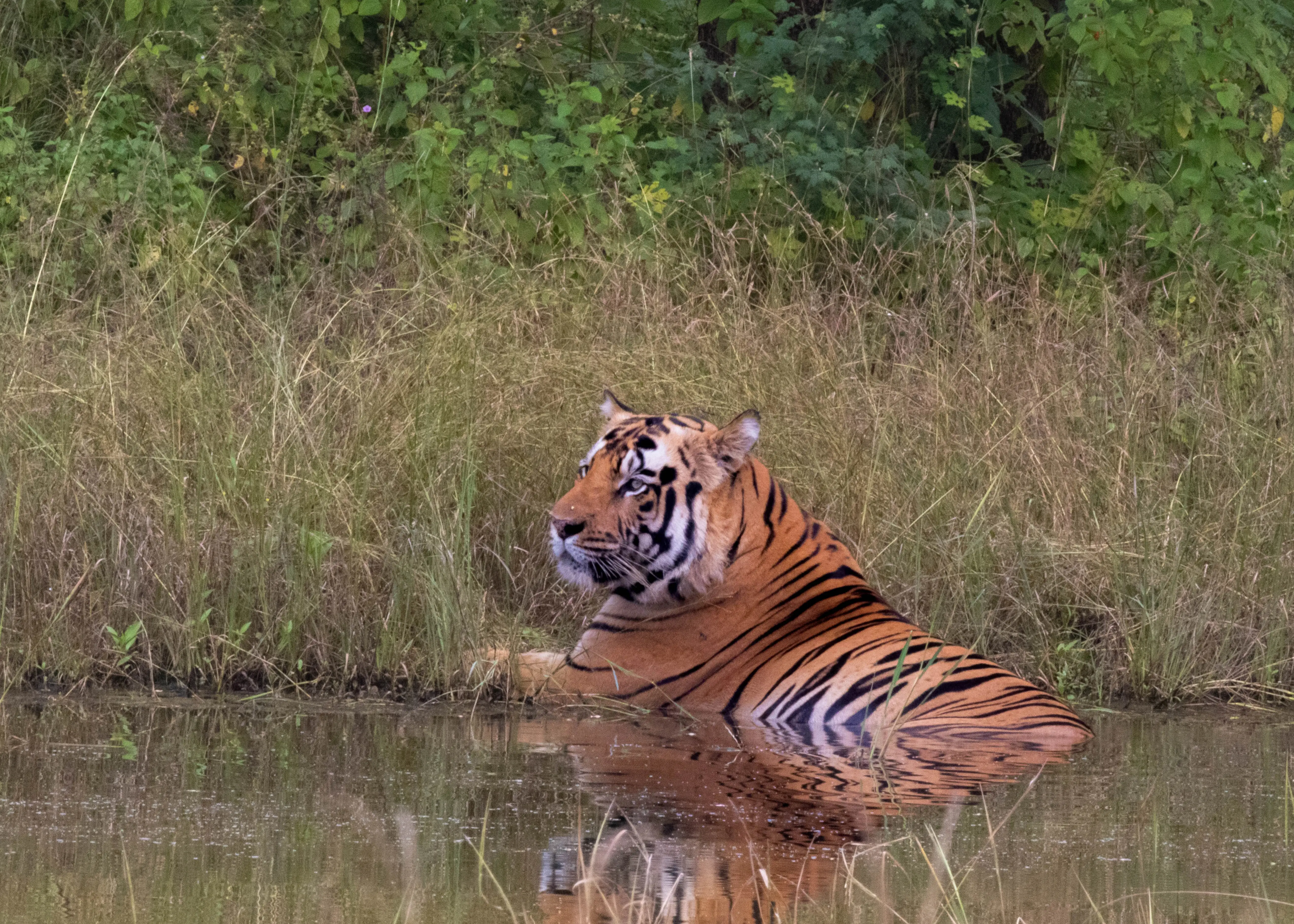 A boat safari on the Denwa river in Satpura
