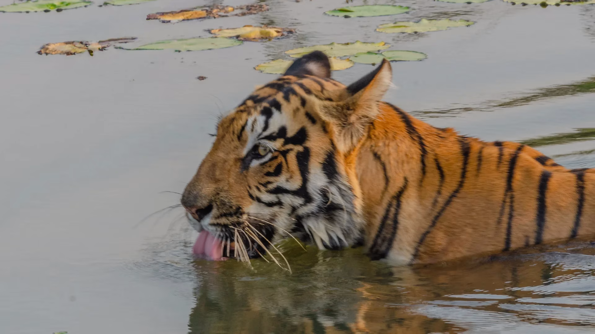 A tiger swimming in buffer zone of Tadoba-Andhari National Park