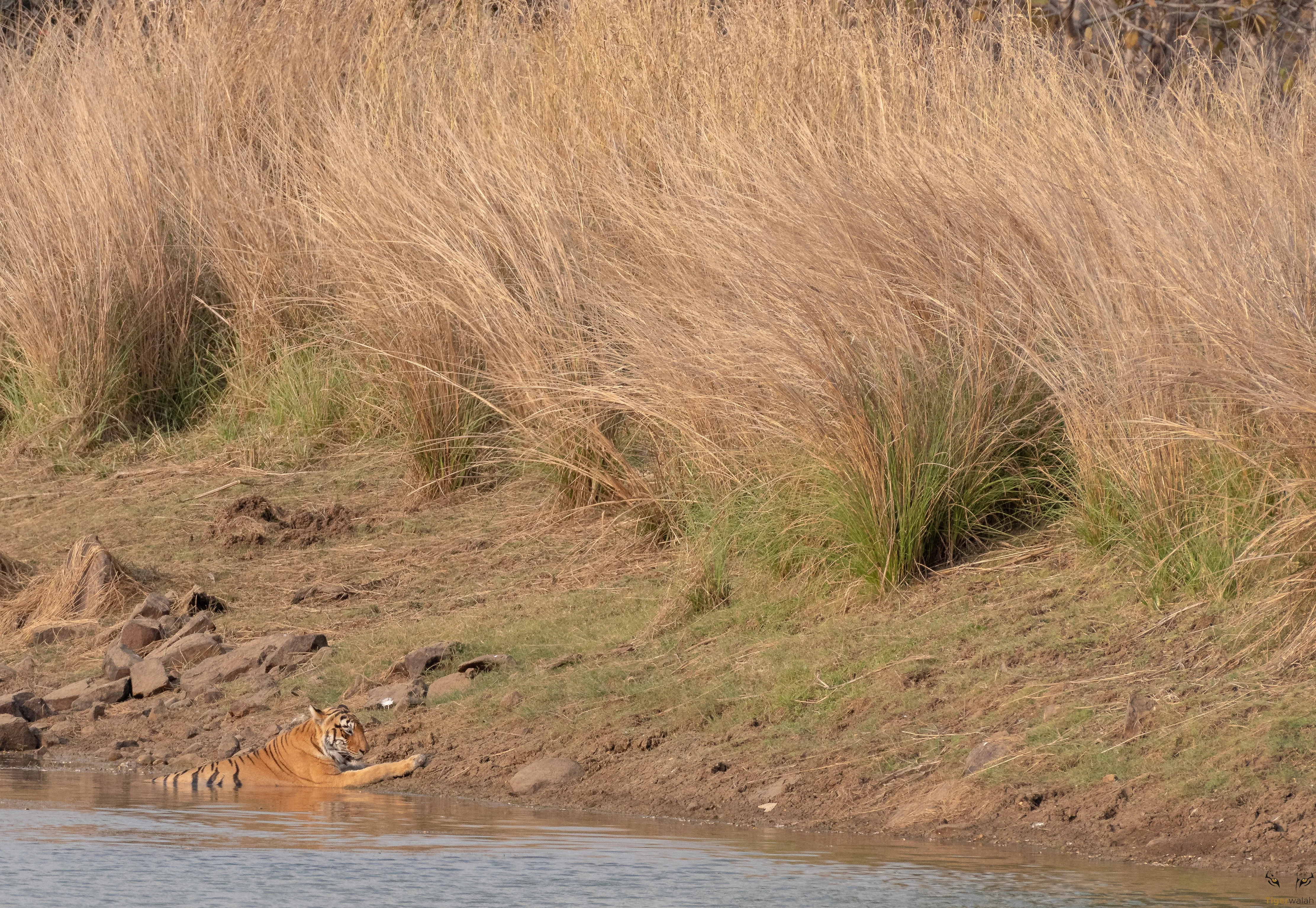 Tadoba landscape with teak and bamboo forest