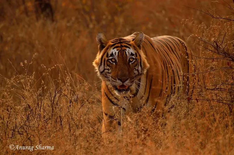 A majestic tiger walking through the tall, dry grass of a national park
