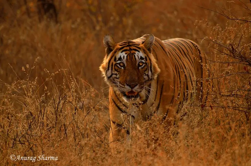 A majestic tiger walking through the tall, dry grass of a national park