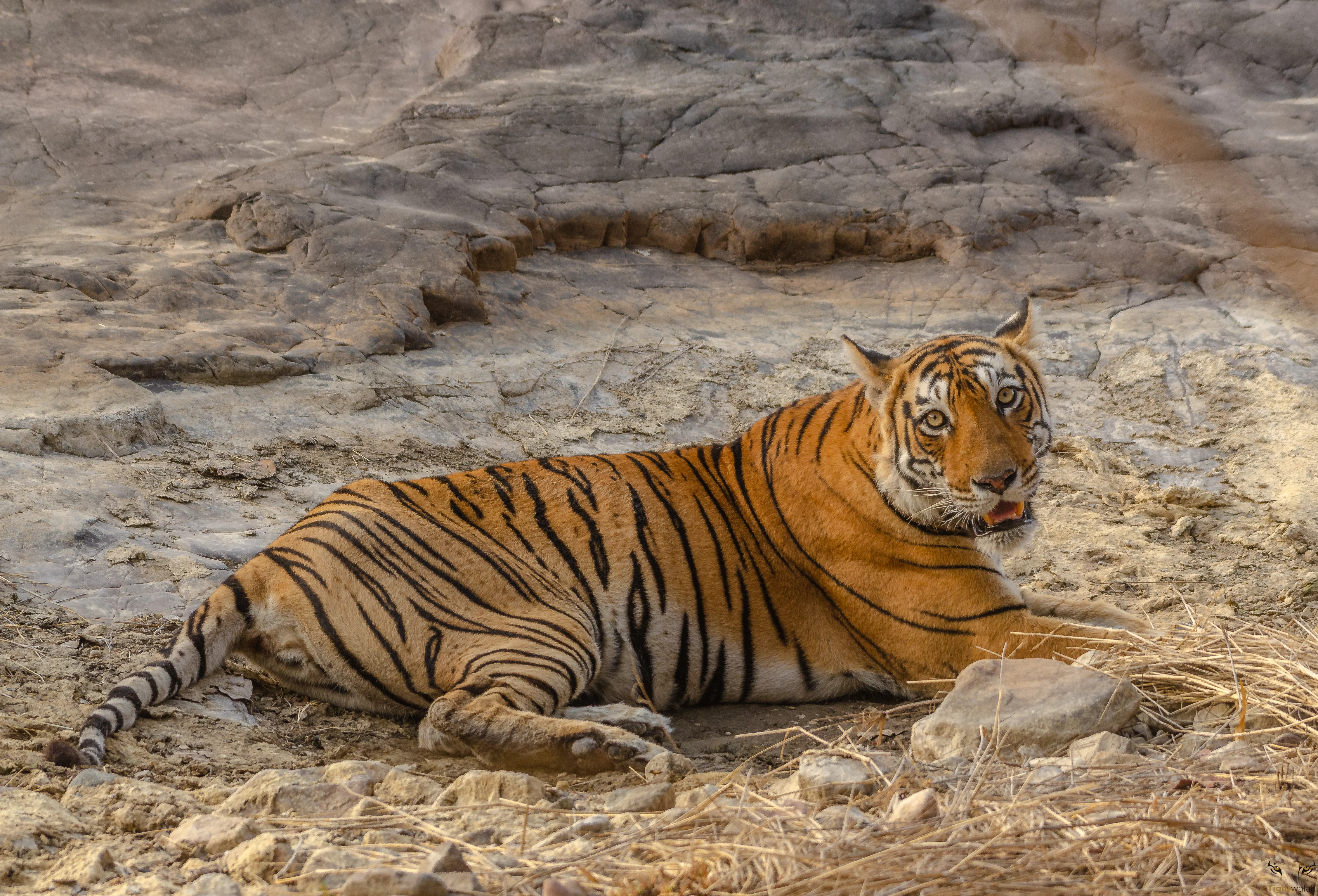 A majestic Royal Bengal Tiger walking in the golden light of dawn