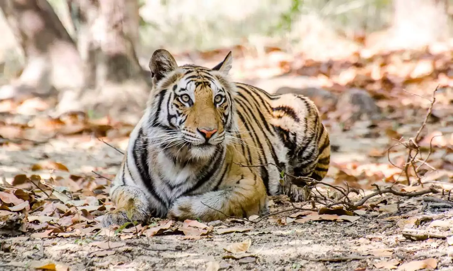 Bandhavgarh National Park