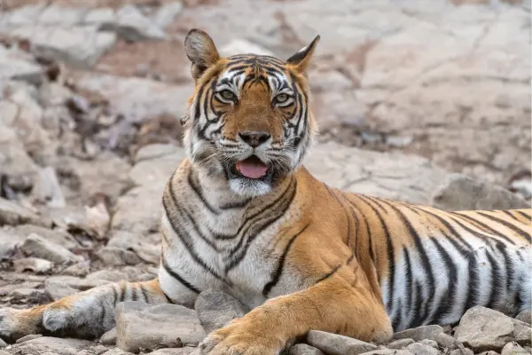 Tiger sitting regally in a forest