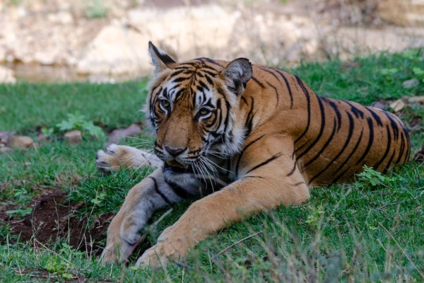 A tiger emerging from the bushes in Ranthambore