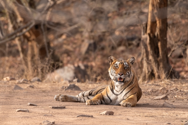 Tiger relaxing on a dirt patch