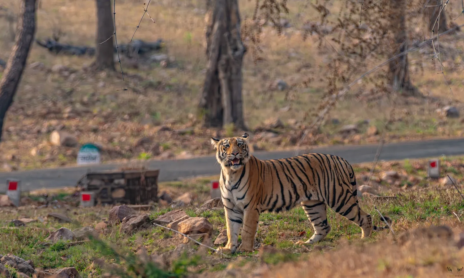 Tadoba-Andhari Tiger Reserve