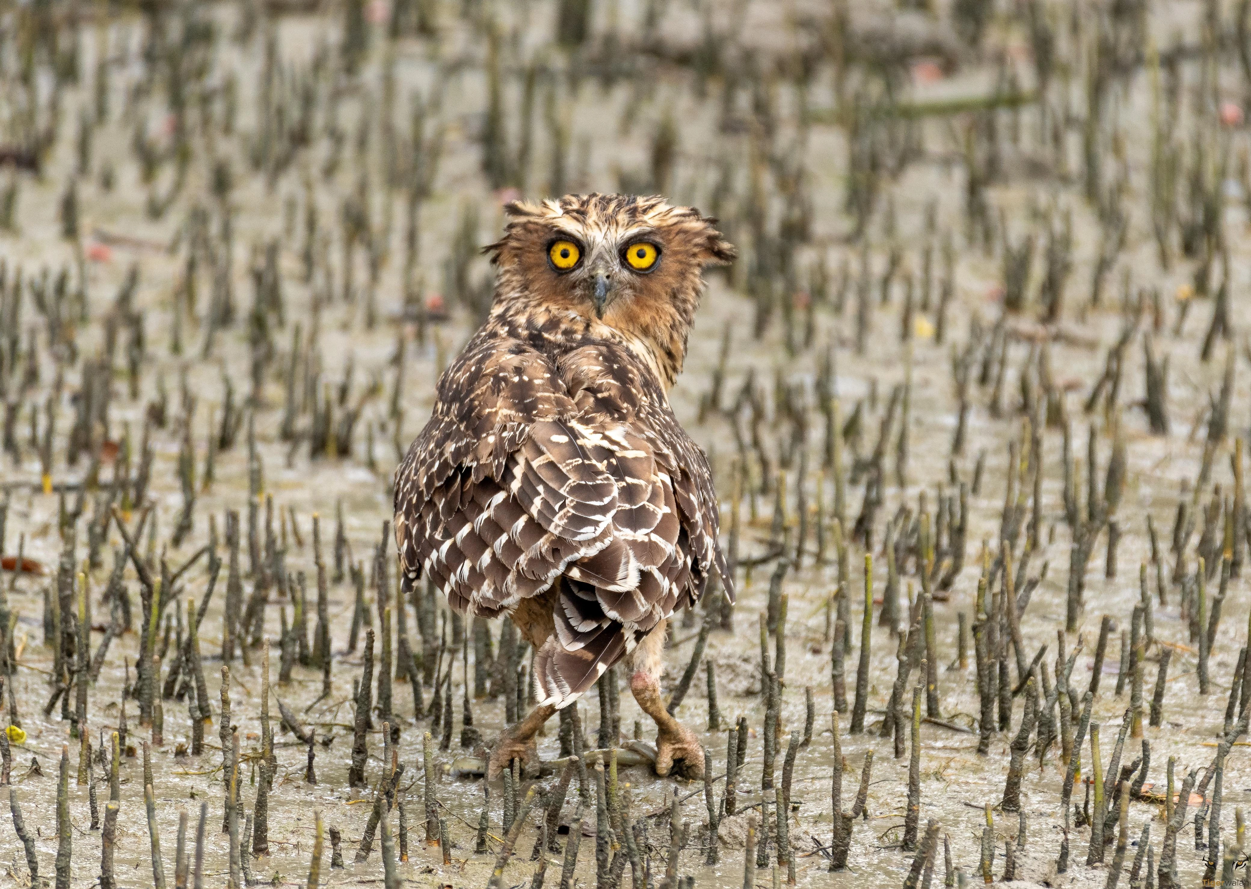 Sundarbans National Park
