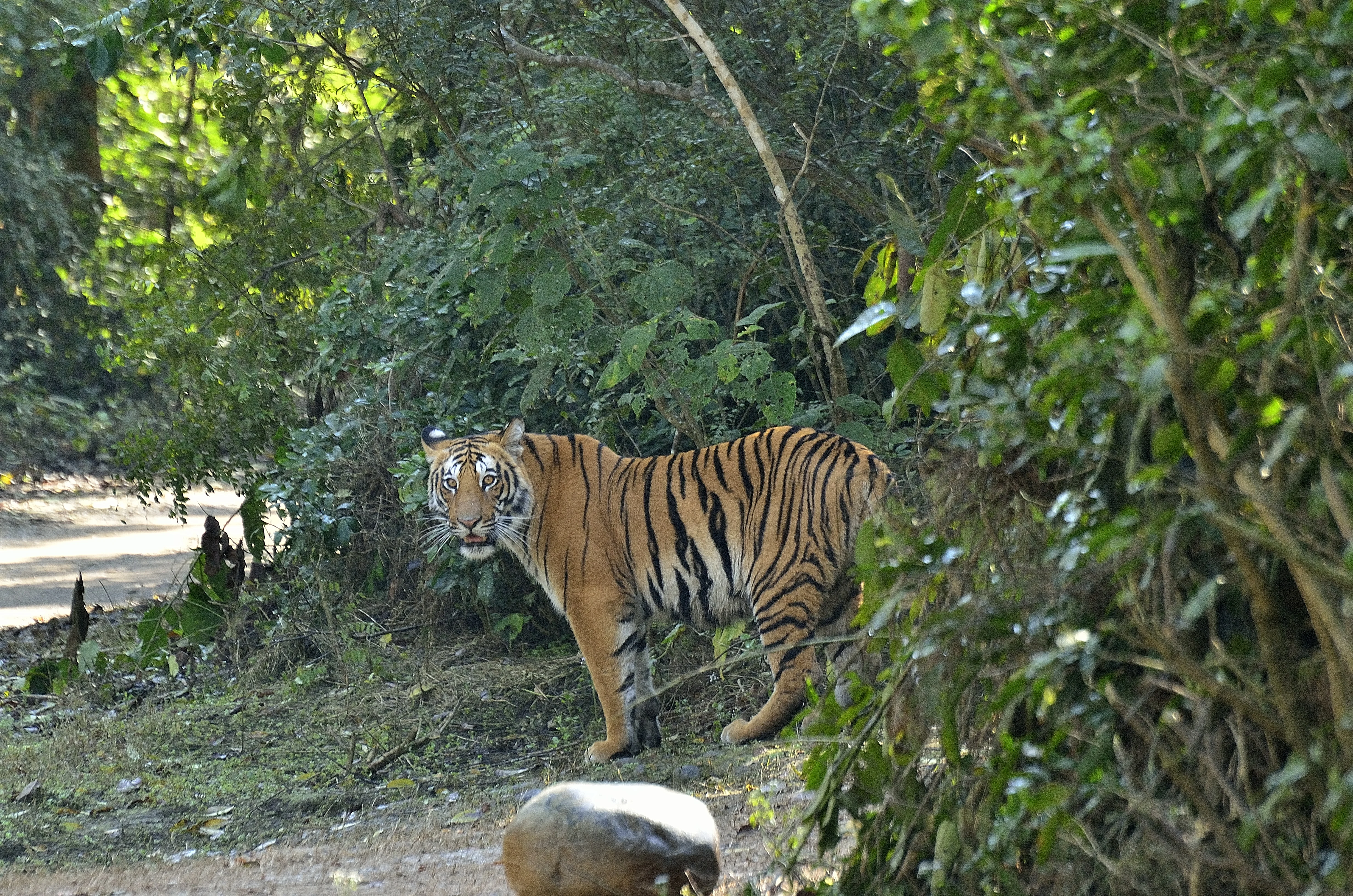 Jim Corbett National Park