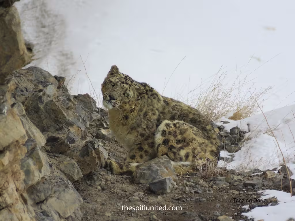 Snow Leopard