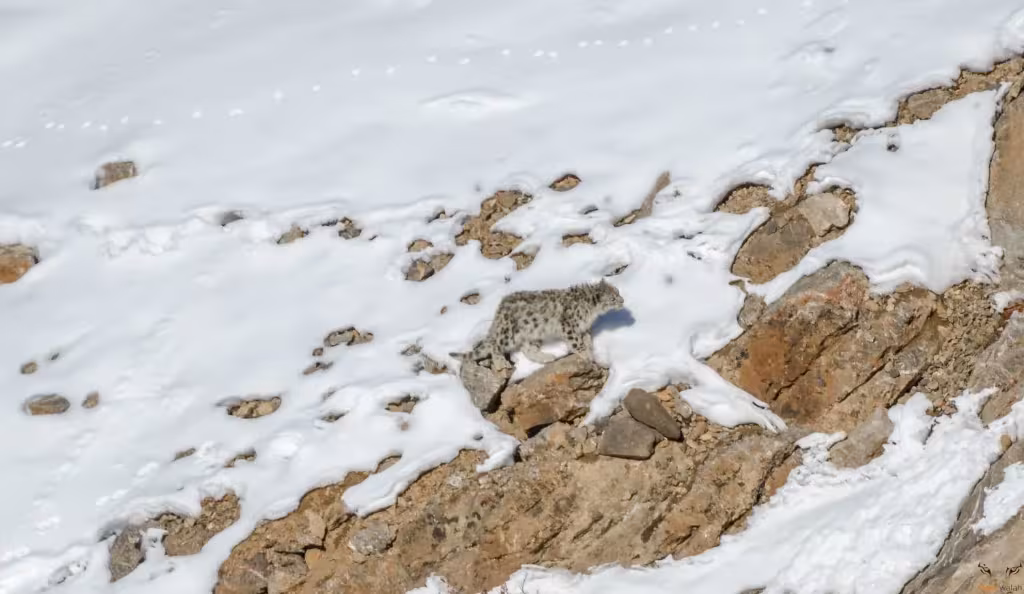 Snow Leopard
