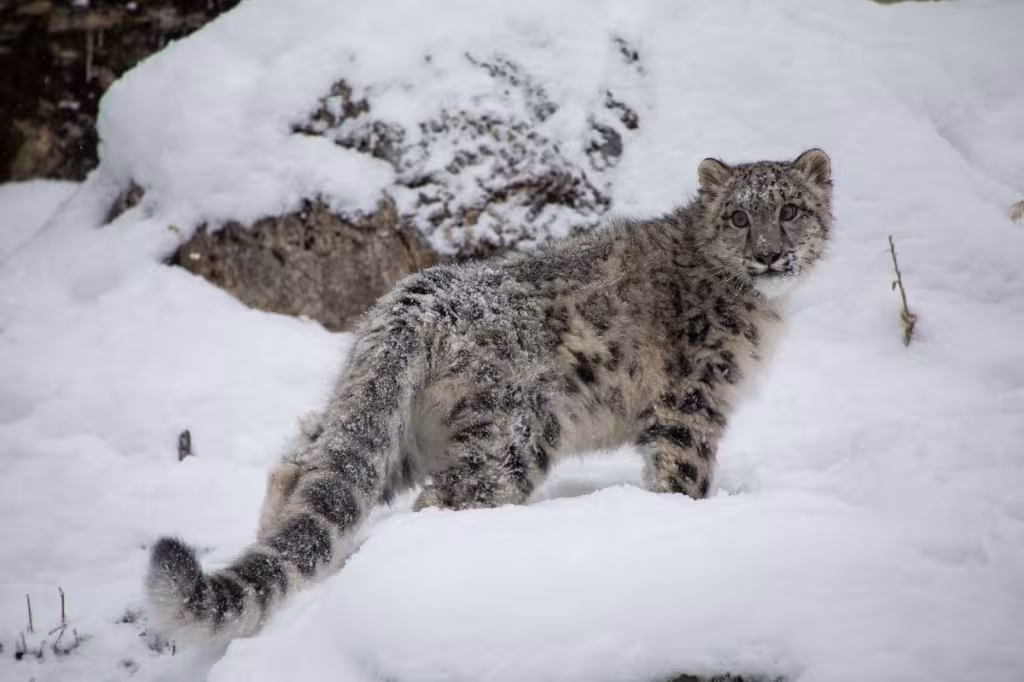 Snow Leopard