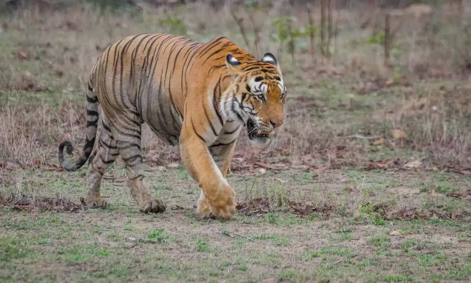 Children exploring nature in Kanha National Park