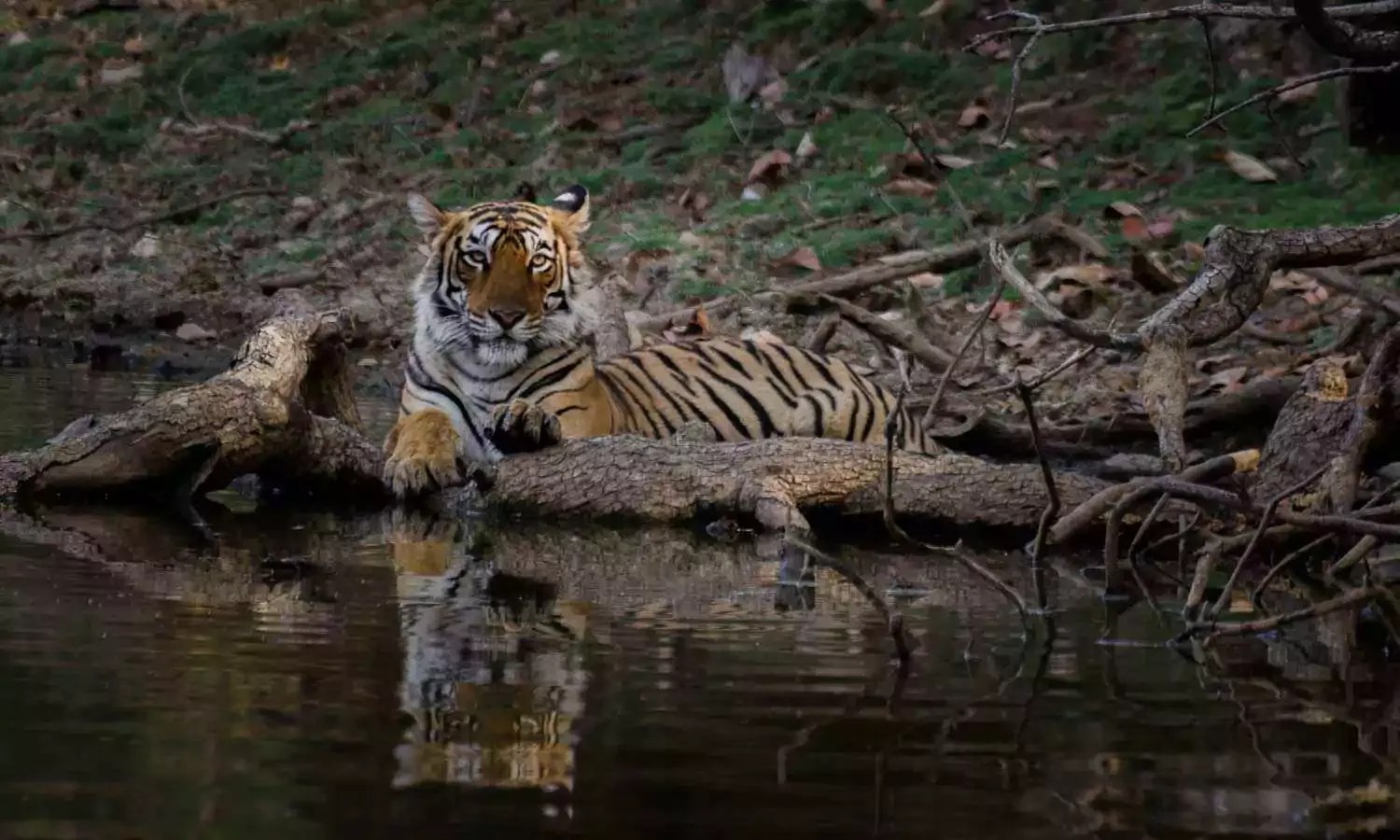 Ranthambore National Park