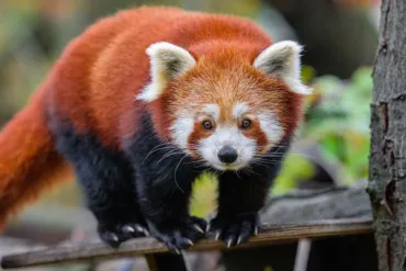 Close-up of a wild Himalayan red panda resting on a mossy branch in Singalila National Park