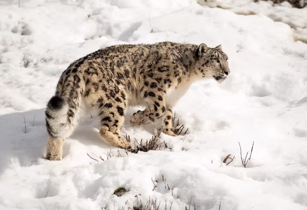 Wild snow leopard camouflaged on a Himalayan rock face, Ladakh