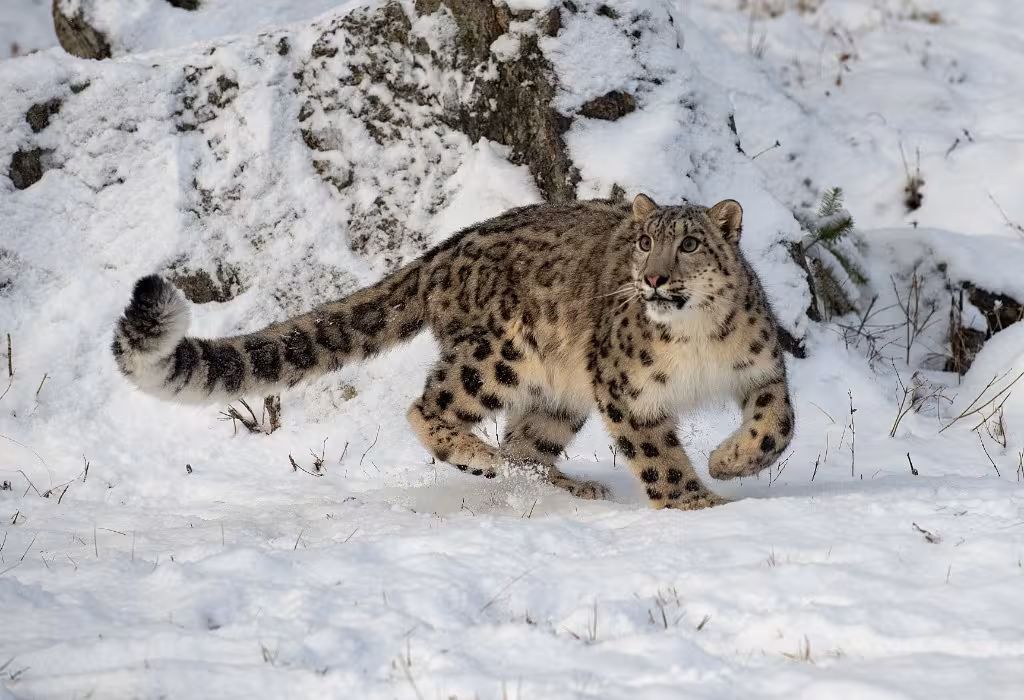 Snow leopard bounding through snow