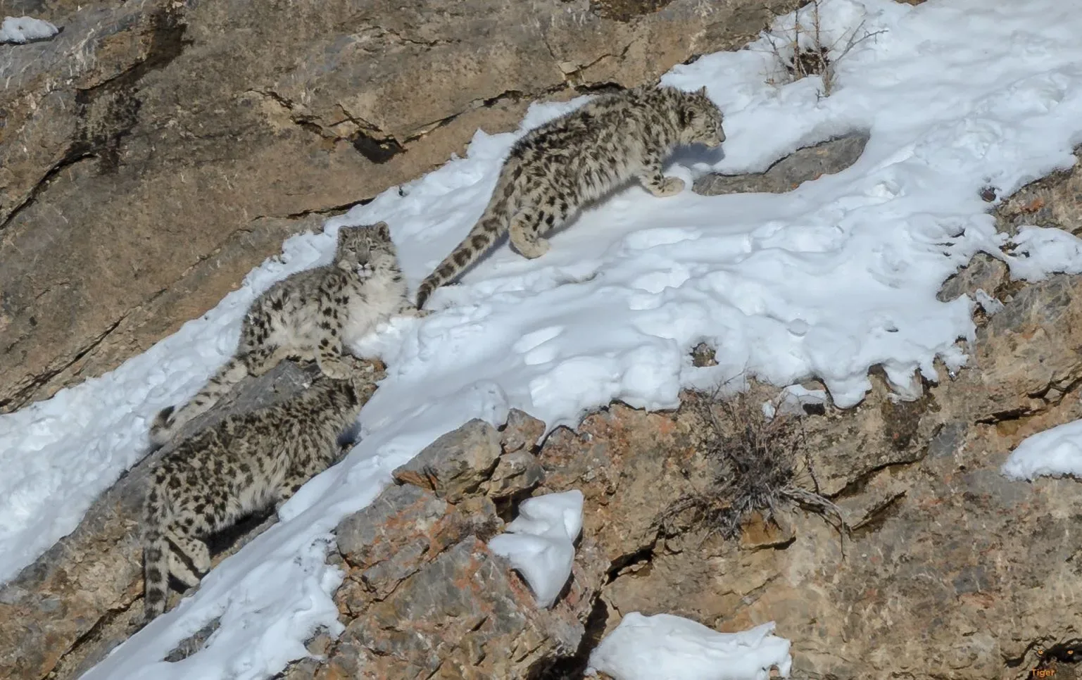 A majestic snow leopard on a rocky cliff