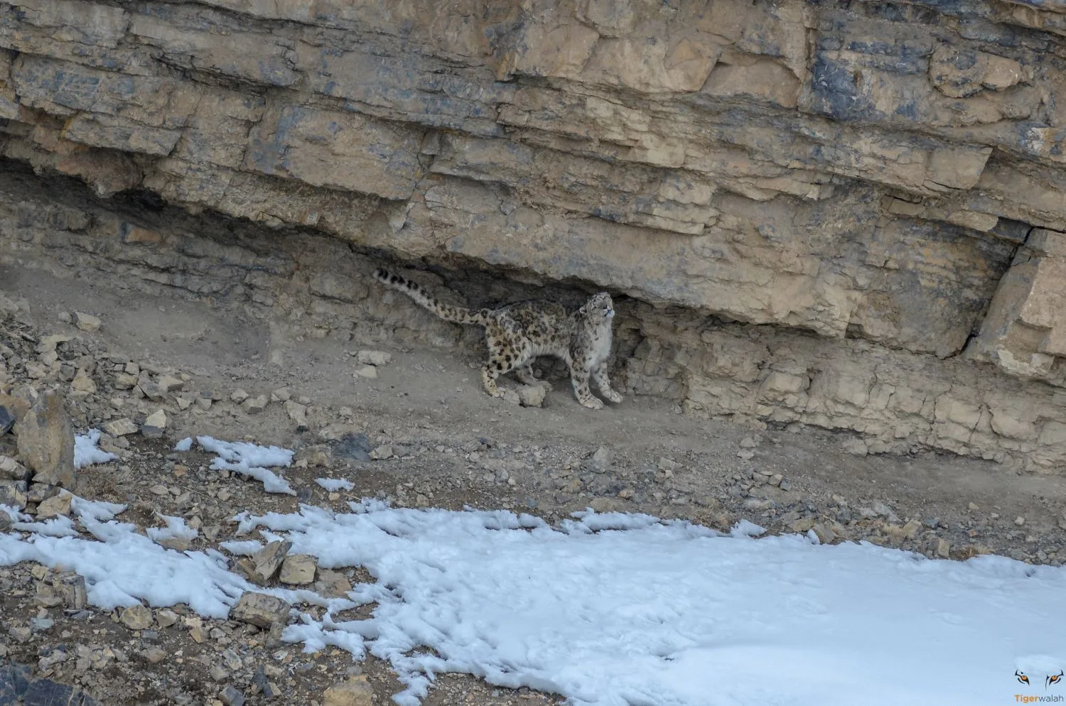 Himalayan Wildlife such as Siberian Ibex