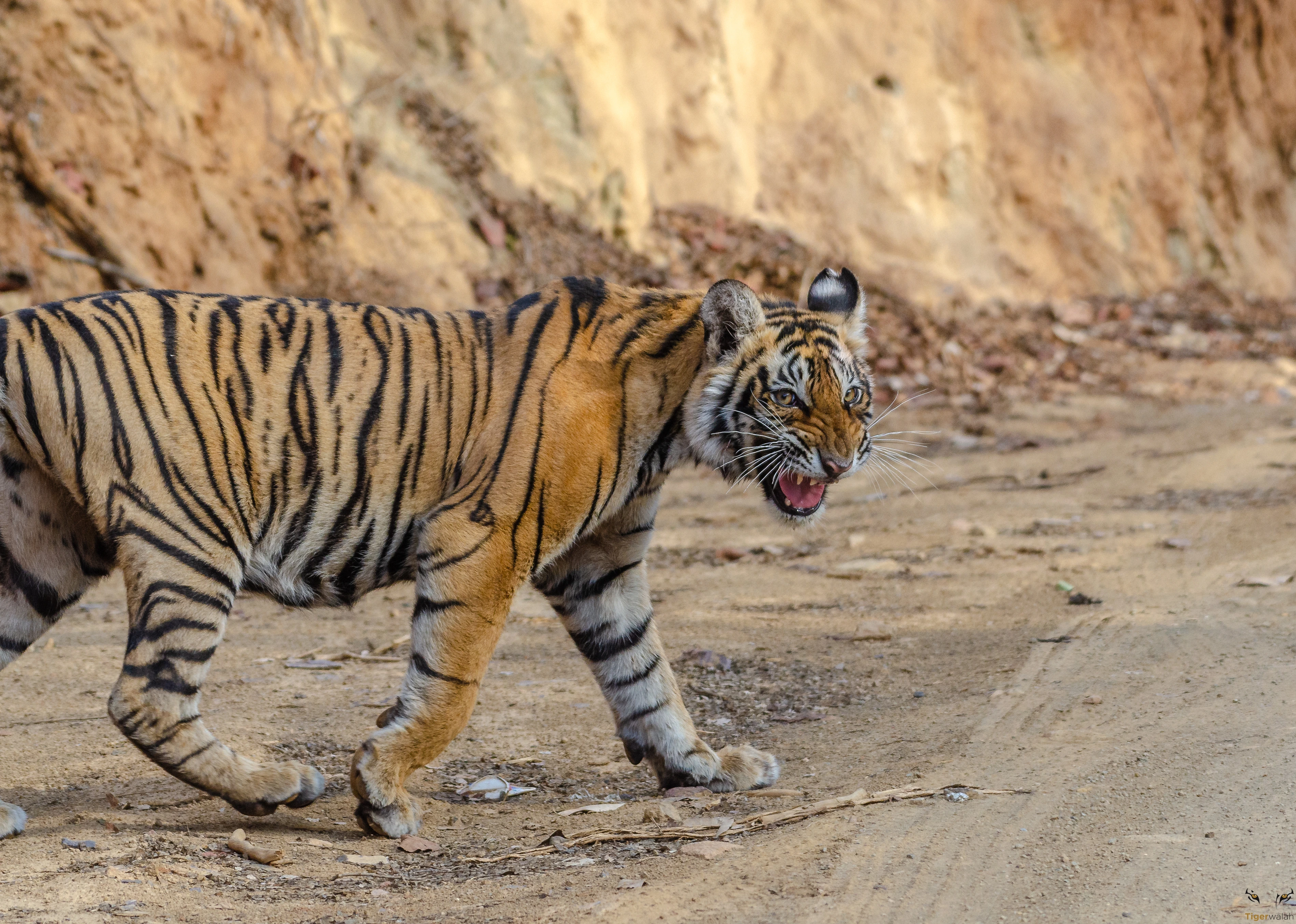 A majestic Royal Bengal Tiger walking on a dirt path
